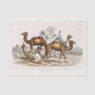 Papier Mousseline Inde Camels Illustration Vintage, Découpage 1820