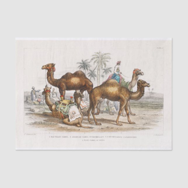 Papier Mousseline Inde Camels Illustration Vintage, Découpage 1820 (Recto)