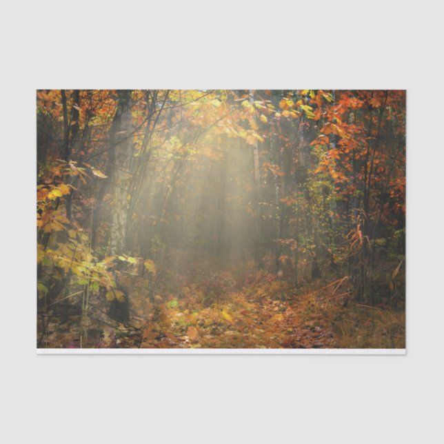 Papier Mousseline Inspirations naturelles Forêt ensoleillée (Recto)