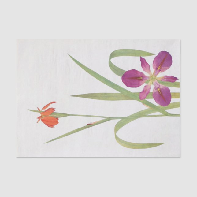 Papier Mousseline Iris Fulva et Iris Fulvala par William Dykes (Recto)