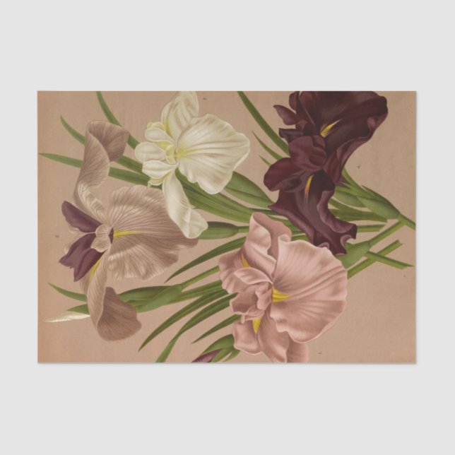 Papier Mousseline Iris Kaempferi. Var par Arentina Hendrica Arendsen (Recto)