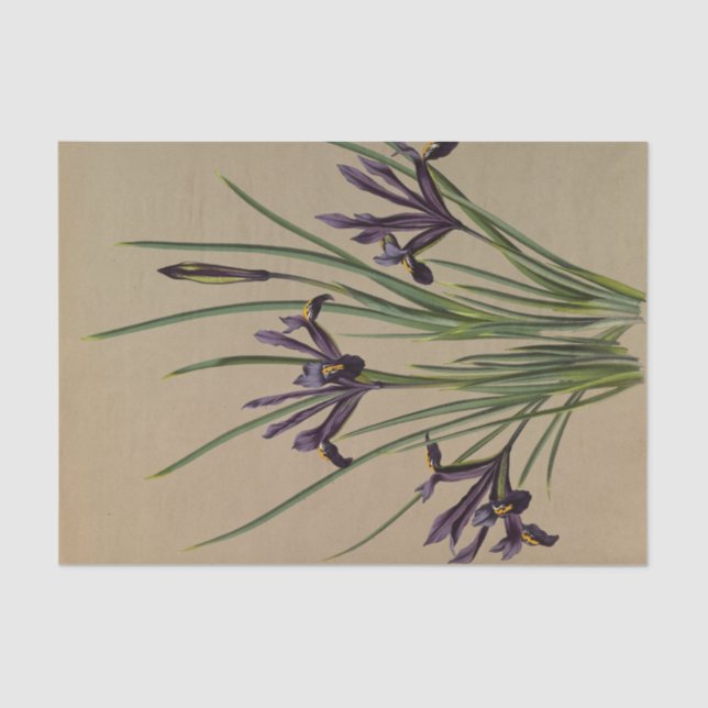 Papier Mousseline Iris Reticulata par Arentina Hendrica Arendsen (Recto)