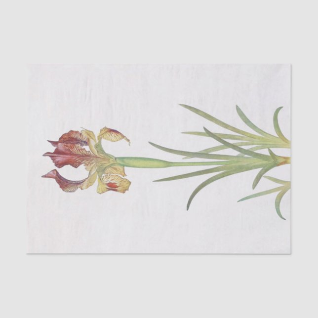 Papier Mousseline Iris Sari par William Dykes (Recto)