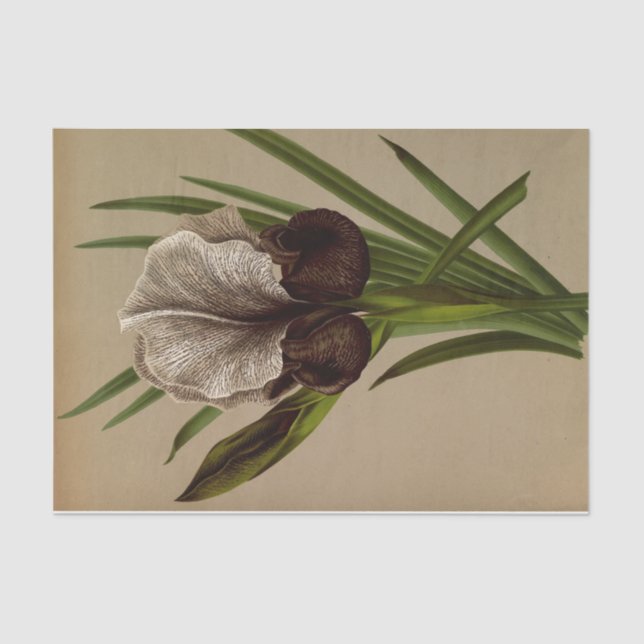 Papier Mousseline Iris Susiana par Arentina Hendrica Arendsen (Recto)