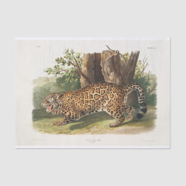 Papier Mousseline Jaguar d'Amérique du Nord (1845) (Recto)
