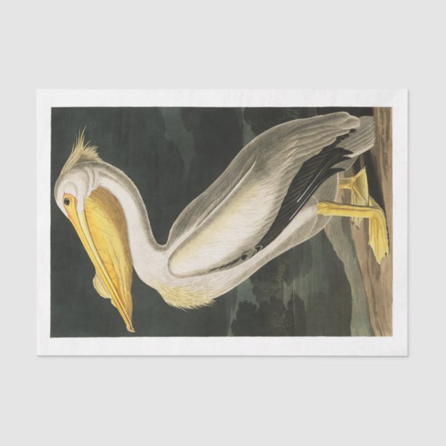 Papier Mousseline James Audubon Pelican Découpage Tissu Nautique (Recto)