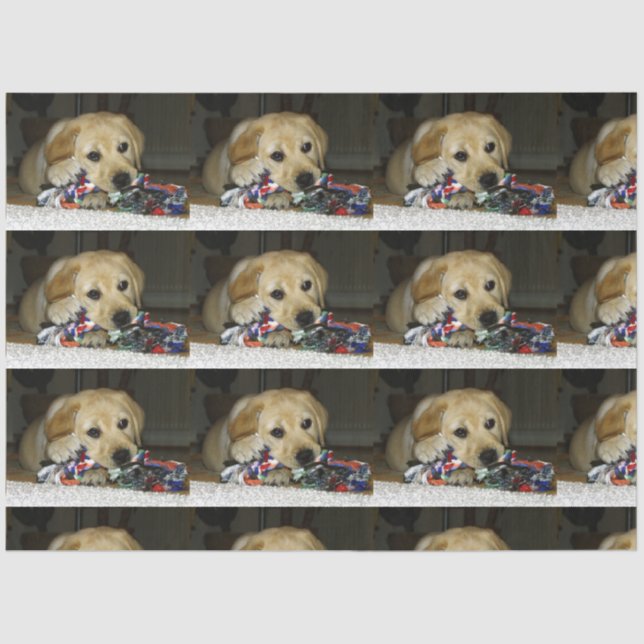 Papier Mousseline Jaune de laboratoire LR avec jouet (Recto)