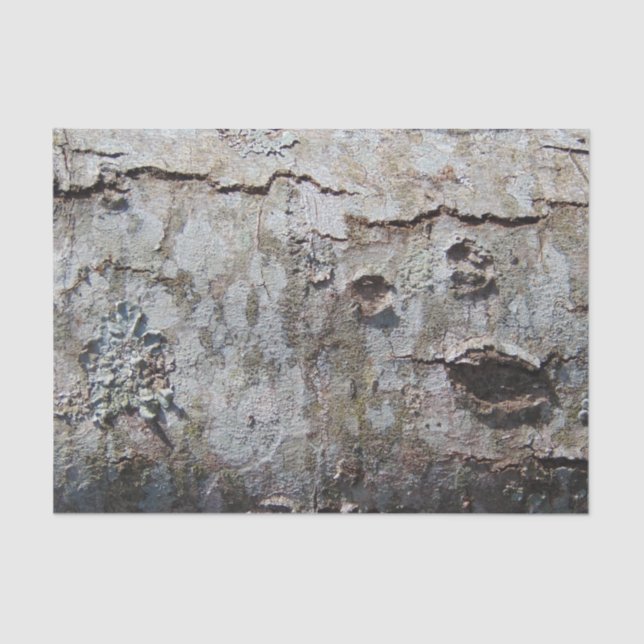 Papier Mousseline Jeune écorce d'érable 0041 (Recto)