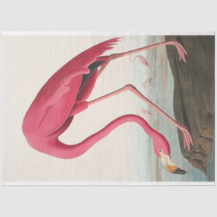 Papier Mousseline John Audubon Flamant rose Découpage d'oeuvres rose