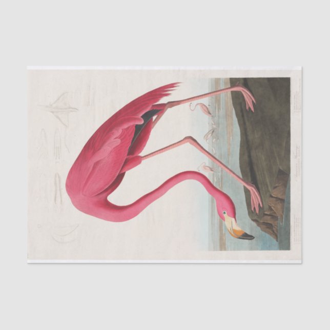 Papier Mousseline John James Audubon | Flamant rose rose (Recto)