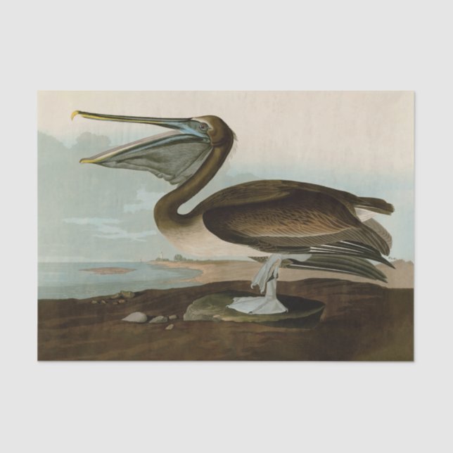 Papier Mousseline John James Audubon Peinture Pélicane Brown (Recto)