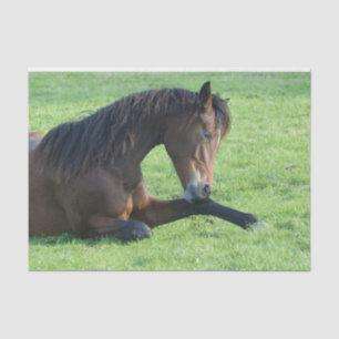 Papier Mousseline Joli Cheval Brown allongé dans l'herbe