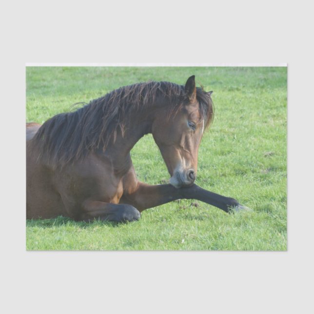 Papier Mousseline Joli Cheval Brown allongé dans l'herbe (Recto)