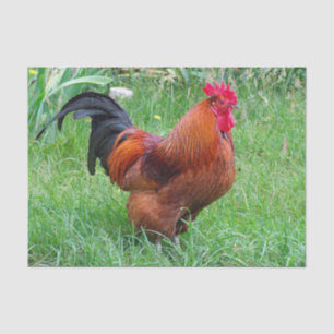 Papier Mousseline Joli profil de poulet rouge Photo