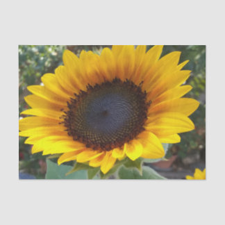 Papier Mousseline Joli tournesol