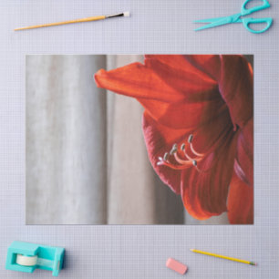 Papier Mousseline Jolie photo de la fleur rouge Lion Amaryllis