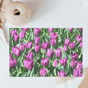 Papier Mousseline Jolie Tulipes pourpres Florale