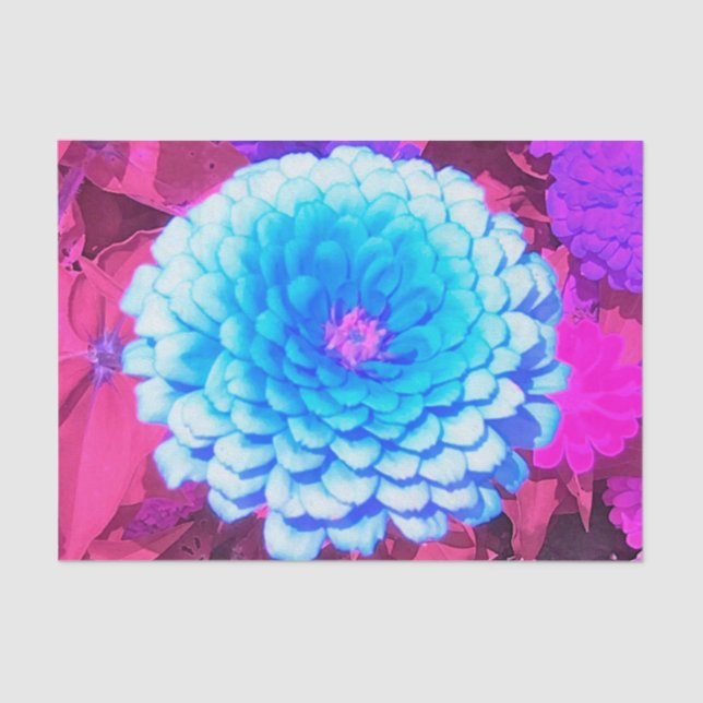 Papier Mousseline Jolie Zinnia Bleue dans le Jardin d'été pourpre (Recto)