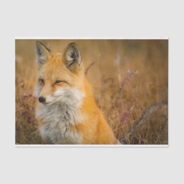 Papier Mousseline Jote Red Fox Wilderness Nature Photographie (Recto)