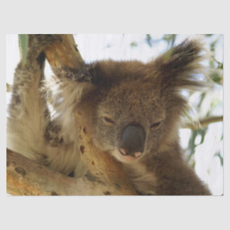 Papier Mousseline Koala sauvage dormant sur l'eucalyptus, photo