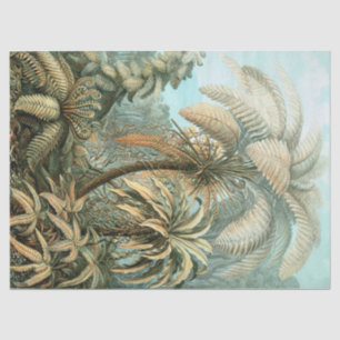 Papier Mousseline Kunstformen der Natur, Filicinae - Ernst Haeckel