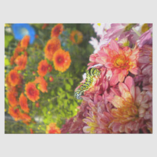 Papier Mousseline La chenille d'Asters