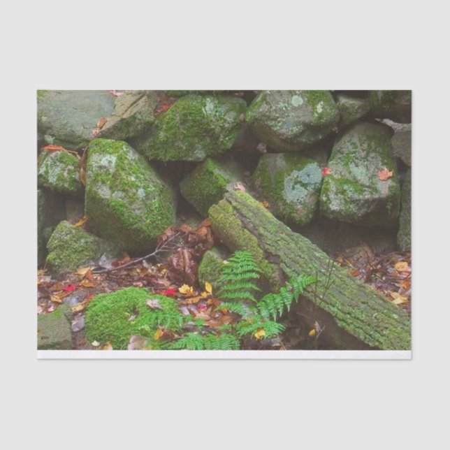 Papier Mousseline La mousse dans les bois (Recto)