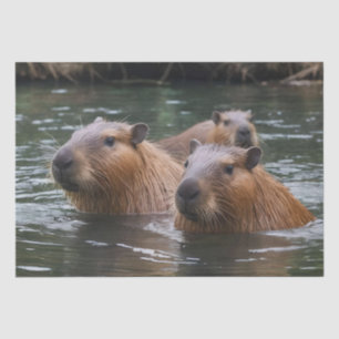 Papier Mousseline La Nage Des Capybaras Dans La Rivière,