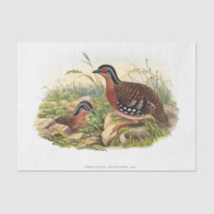 Papier Mousseline La perdrix à poitrine rouge Découpage