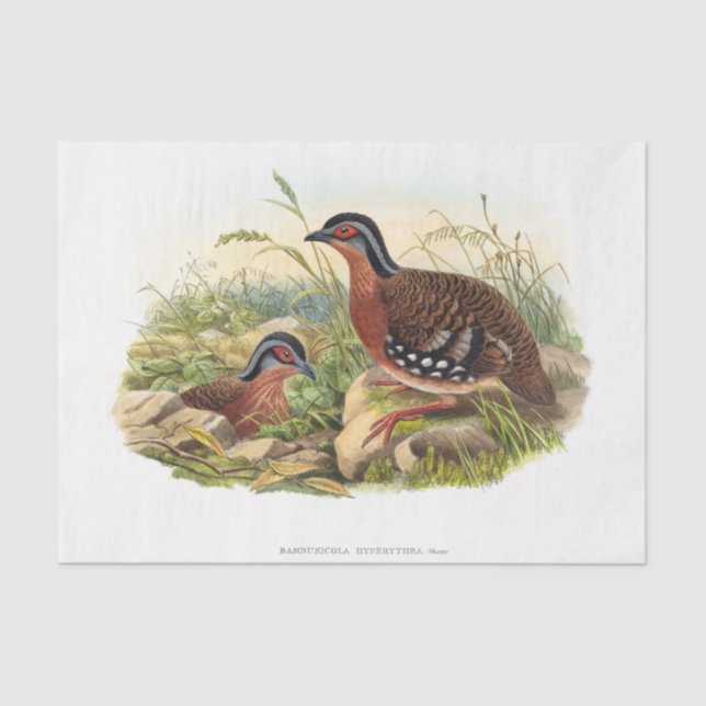 Papier Mousseline La perdrix à poitrine rouge Découpage (Recto)