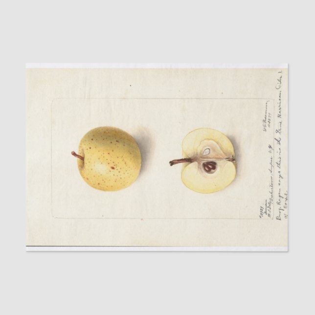 Papier Mousseline La pomme perdue  (Recto)