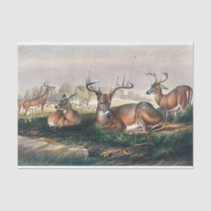 Papier Mousseline La queue blanche de Joseph Wolf