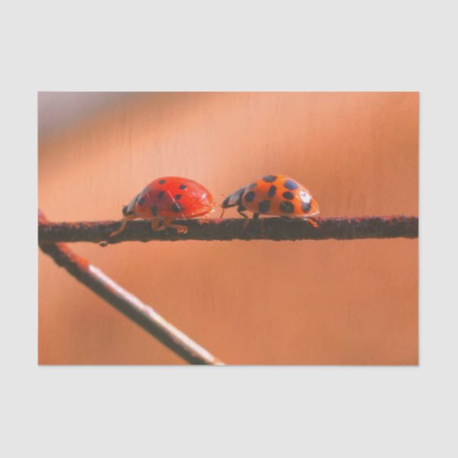 Papier Mousseline Ladybugs Jouer Suivre La Découpage Leader (Recto)