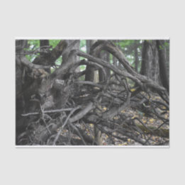 Papier Mousseline L'amour d'un arbre tombé