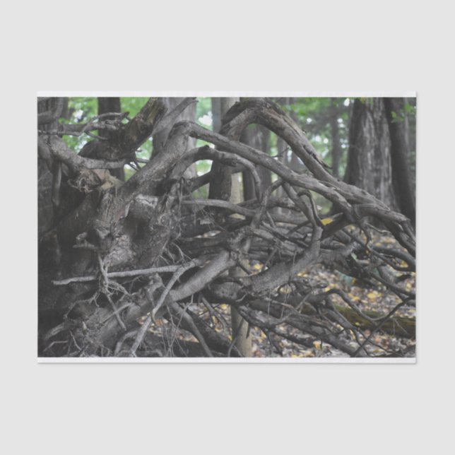 Papier Mousseline L'amour d'un arbre tombé (Recto)