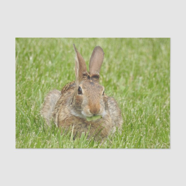 Papier Mousseline Lapin sauvage Mange de l'herbe (Recto)