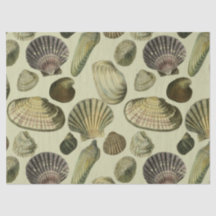 l'art de la coquille marine vintage