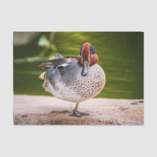 Papier Mousseline Le Canard A Une Jambe Vers Le Haut