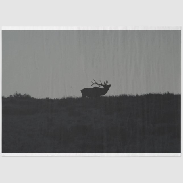 Papier Mousseline Le Dernier Bugle (Recto)