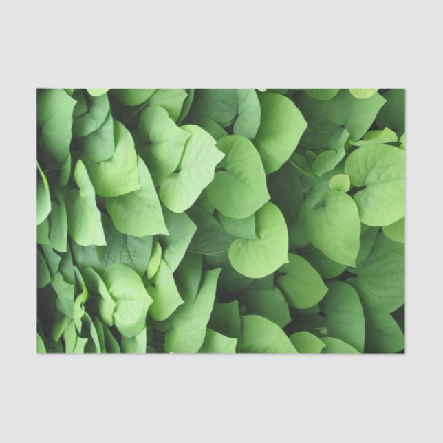 Papier Mousseline Le feuillage vert du tuyau de Hollande (Recto)