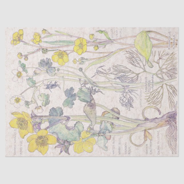 Papier Mousseline Le fleur sauvage de Ranunculus fleurit le papier (Recto)