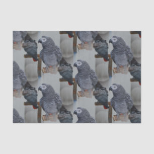 Papier Mousseline Le perroquet gris du Congo en miroir