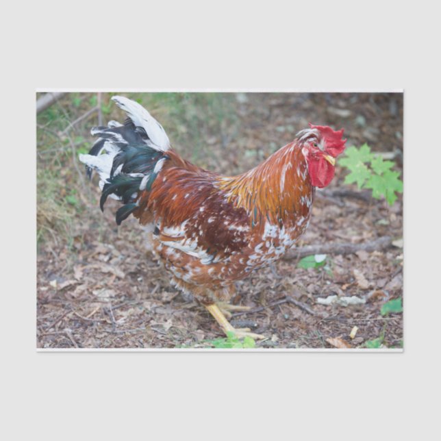 Papier Mousseline Le Petit (sauf que c'est un poulet) (Recto)