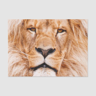 Papier Mousseline Le portrait d'un animal sauvage de lions d'Afrique