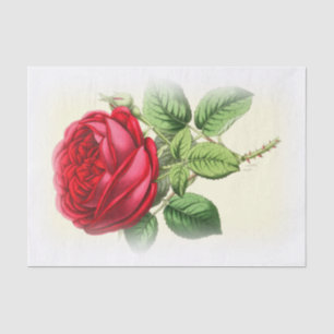 Papier Mousseline Le rose rouge vintage sur la crème se fanent