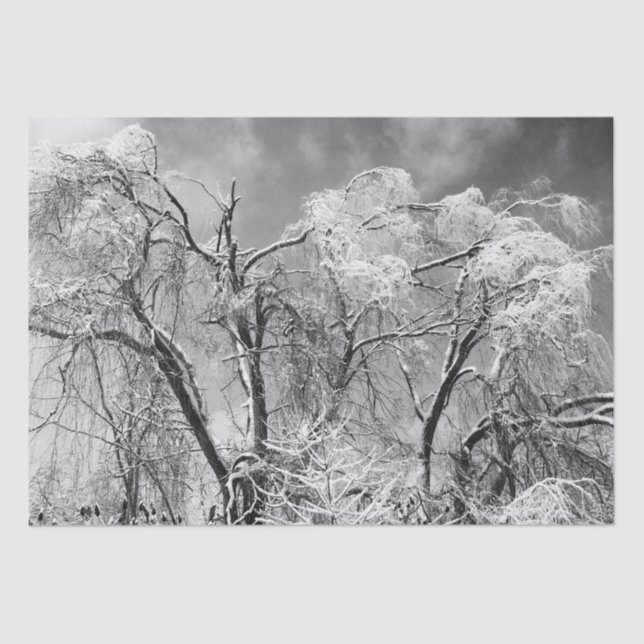 Papier Mousseline les arbres l'hiver (Recto)