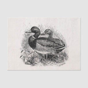 Papier Mousseline Les canards sauvages vintages de Mallard ont