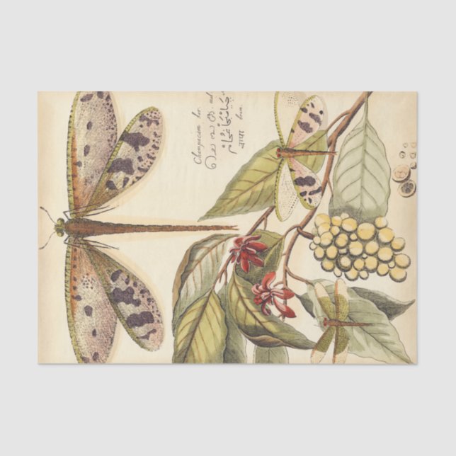 Papier Mousseline Les libellules aux Feuilles et aux fruits (Recto)