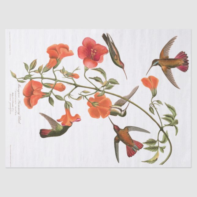Papier Mousseline Les oiseaux Audubon de colibri fleurit le papier (Recto)