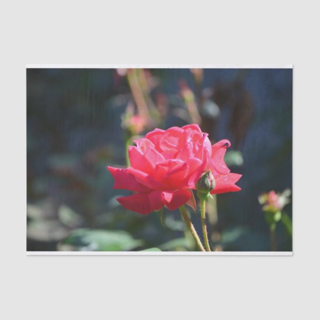 Papier Mousseline Les roses sont fleur d'état de NY (Recto)